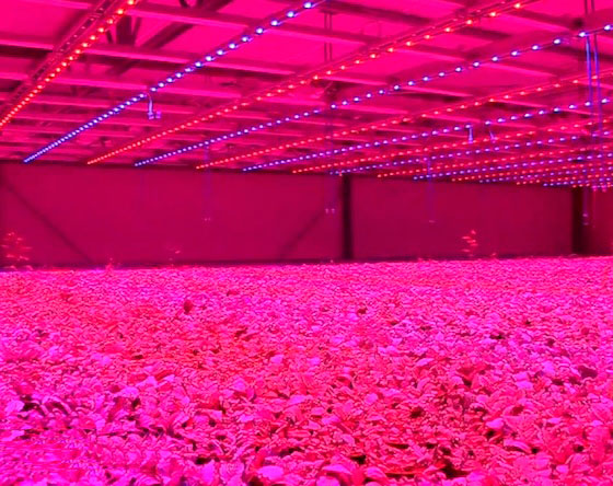 planta lab agricultura con LED