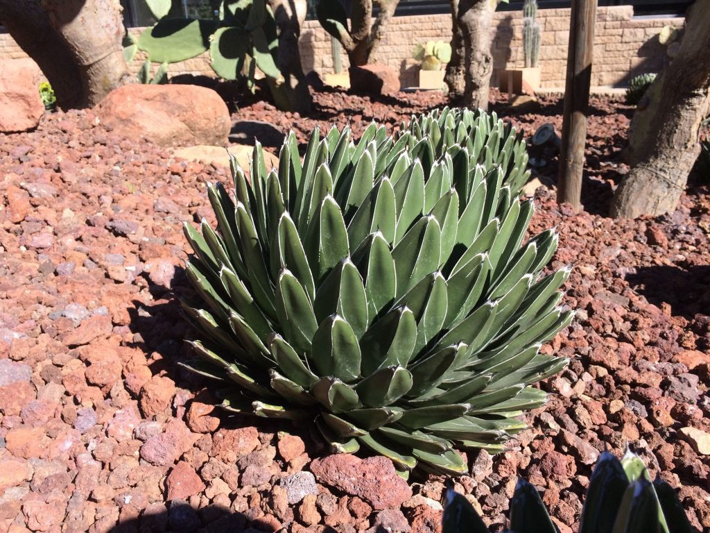 Desert city san sebastián de los reyes plantas xerofíticas vivero paisajismo sostenible, cactus Madrid
