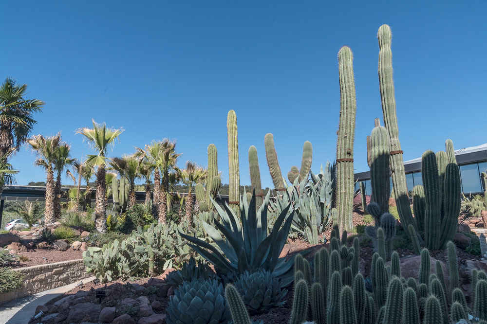 Desert city san sebastián de los reyes plantas xerofíticas vivero paisajismo sostenible, cactus Madrid