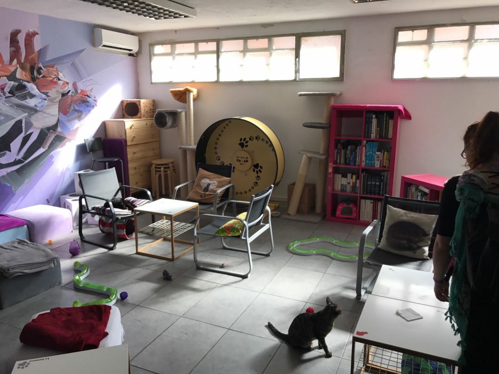 La Gatoteca café adopción de gatos Madrid Lavapiés