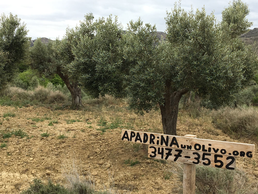 Apadrinaunolivo.org El Mundo Ecologico apadrinar olivos Oliete Teruel Cadena SER