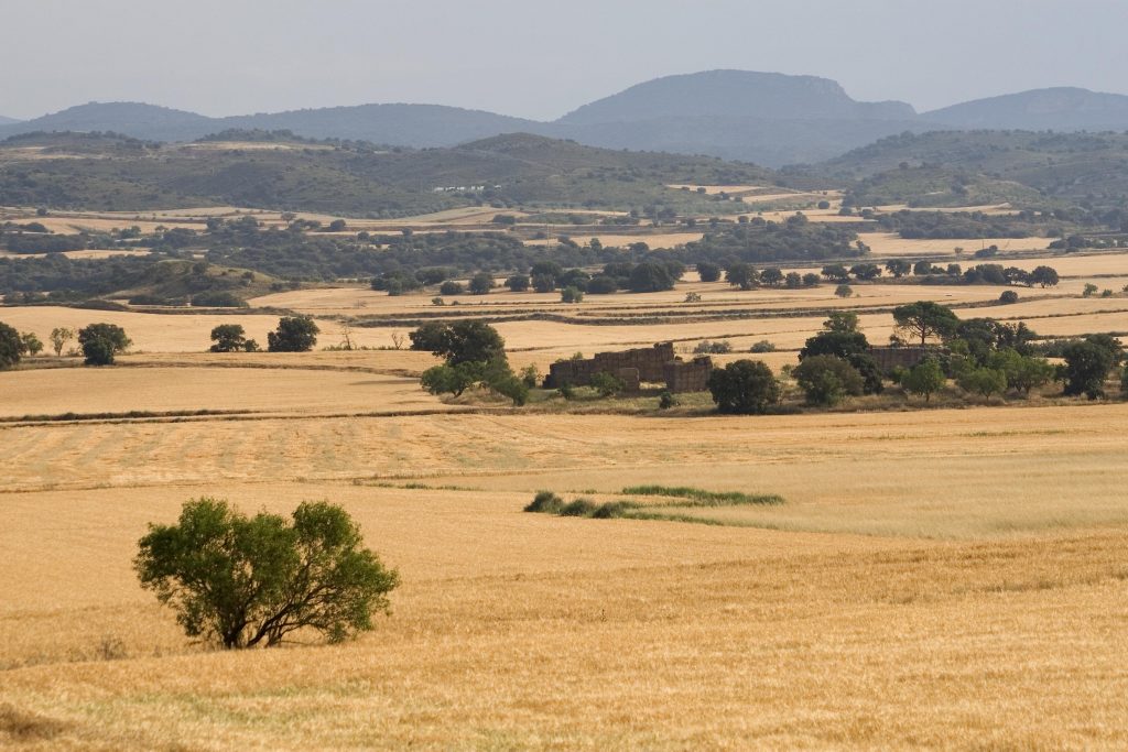 Caza Media Veda España SEO Birdlife Cereal de secano, Balaguer, Lleida Sara Sánchez