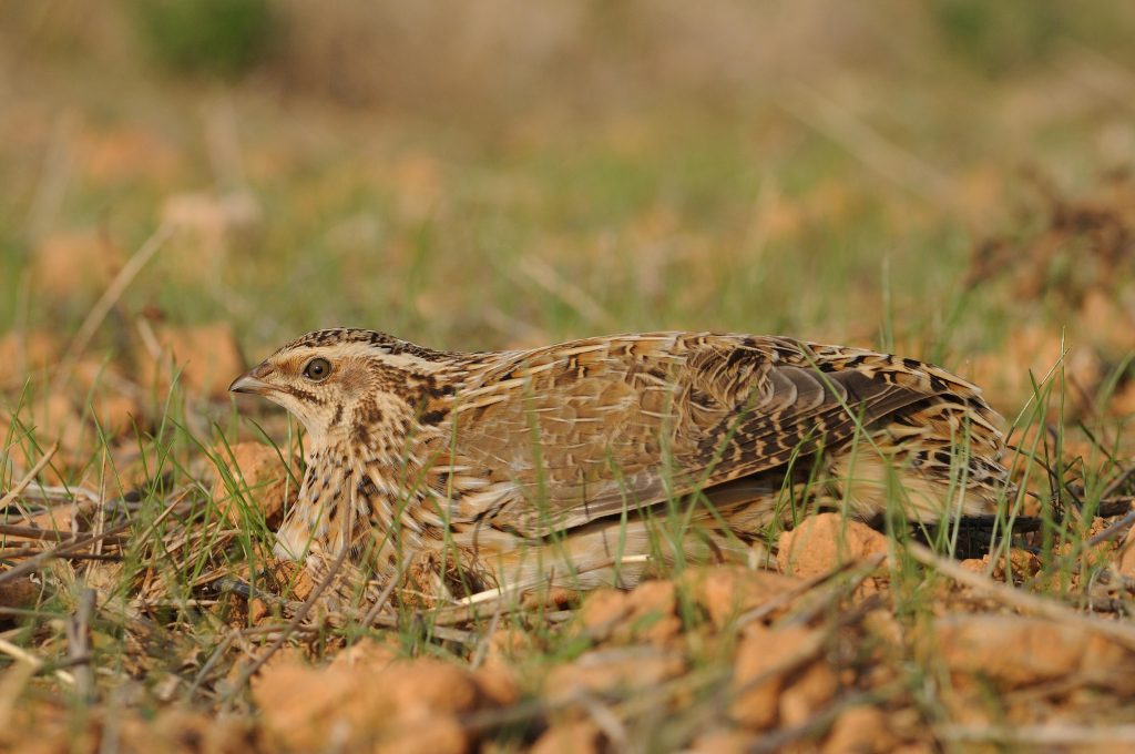 Caza media veda España Especies en peligro SEO Birdlife Codorniz común Foto Juan Becares