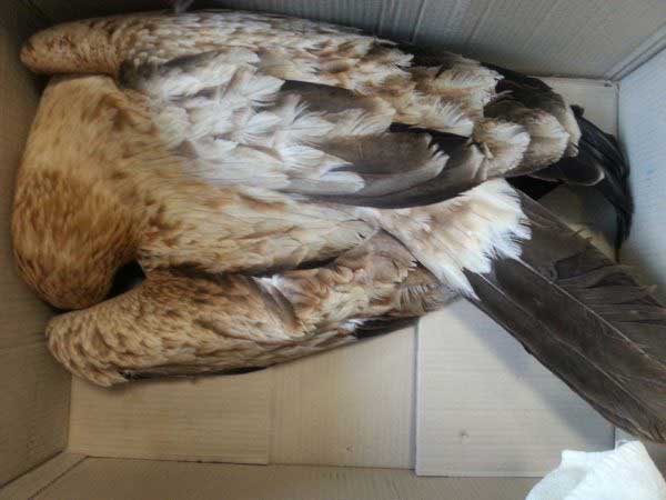 Ave Electrocutada tendido eléctrico SEO Birdlife