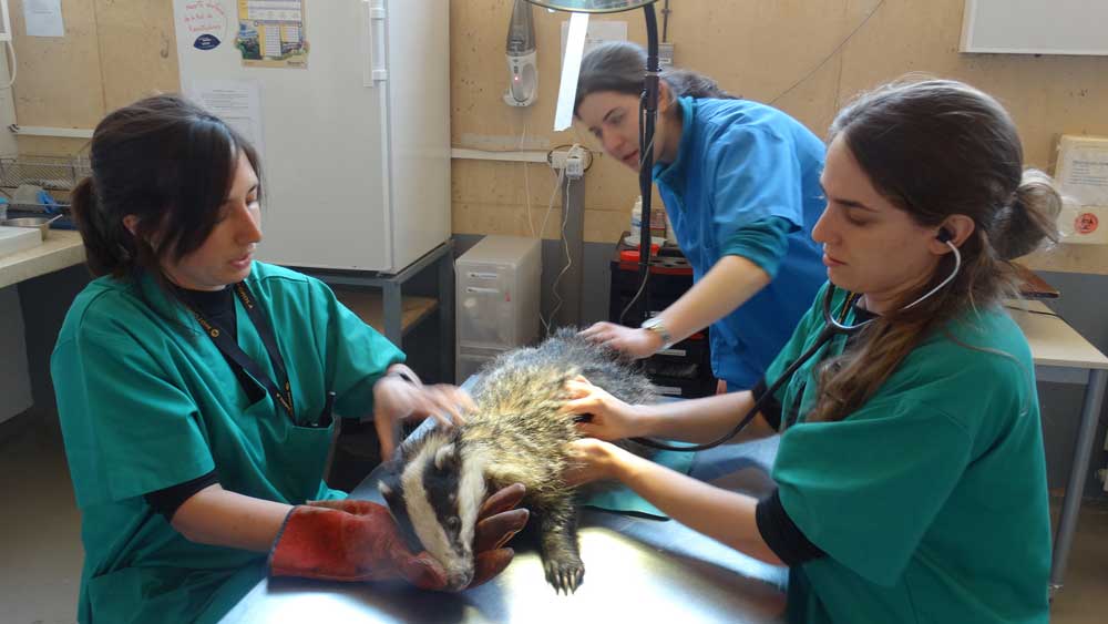 Exploración veterinaria a tejón Hospital GREFA