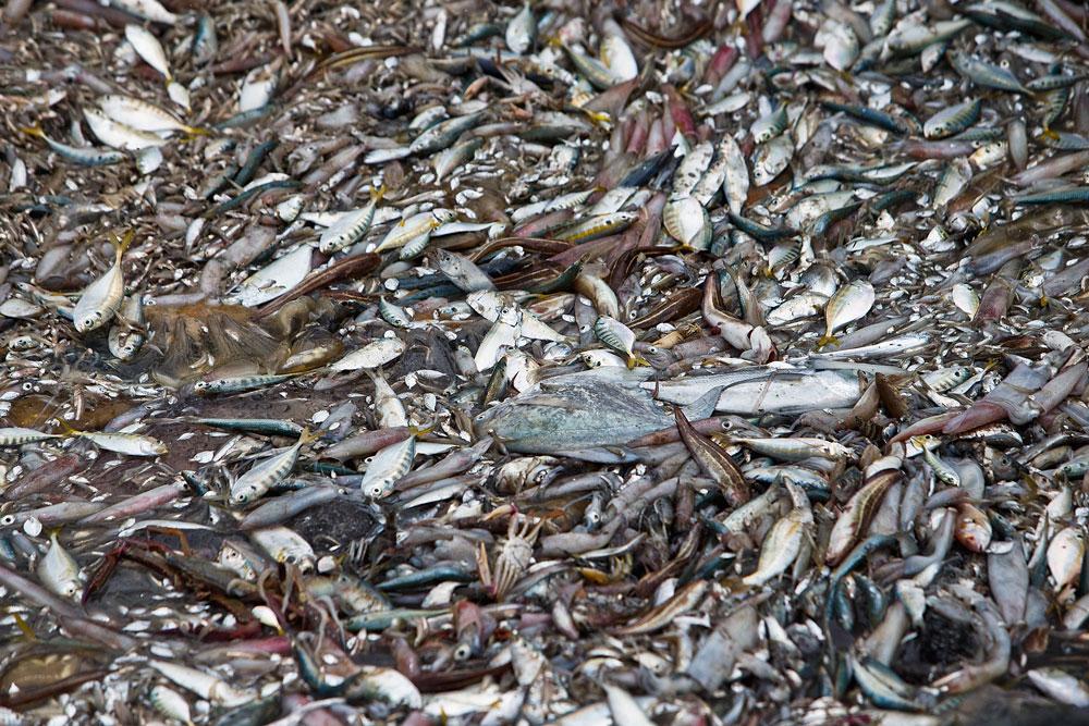 Pesca sostenible certificación informe Changing Markets