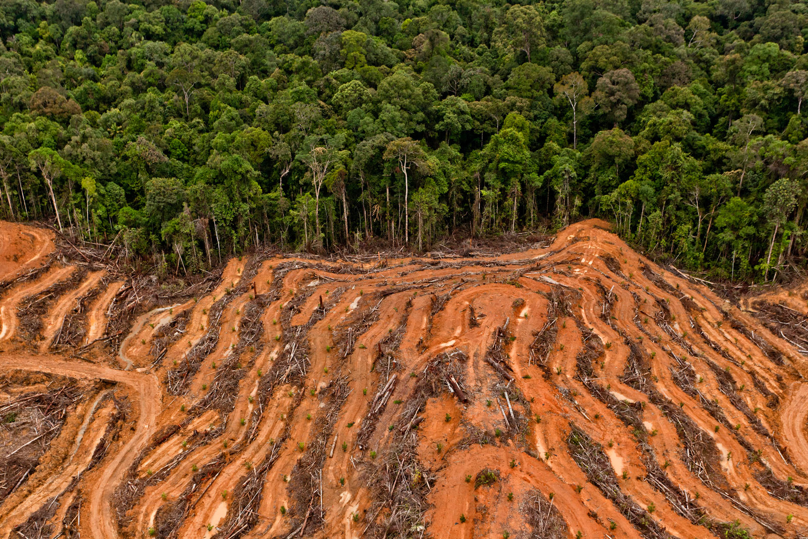 certificación aceite de palma changing markets Ulet Ifansasti (Greenpeace)