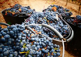 Vino ecológico La Rioja Bodegas Bagordi