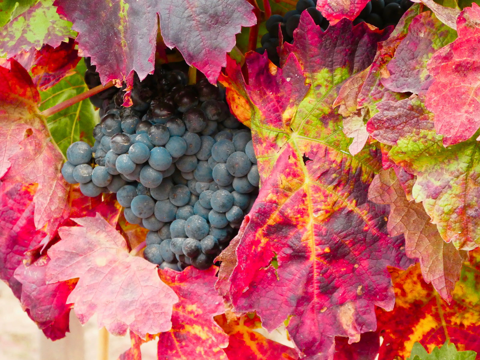 Vino ecológico La Rioja Bodegas Bagordi