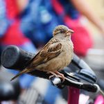 desaparición del Gorrion-comun de las ciudades SEO Bird Life