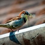 Gorrion-comun de las ciudades SEO Bird Life