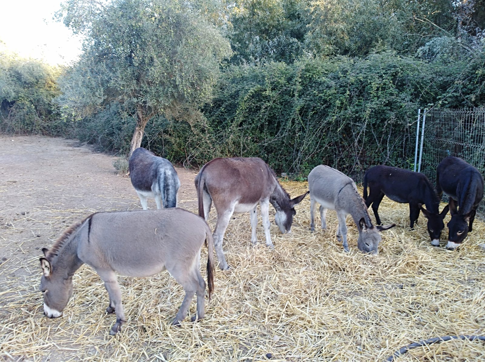 Burros Bomberos Doñana prevencion incendios entrevista