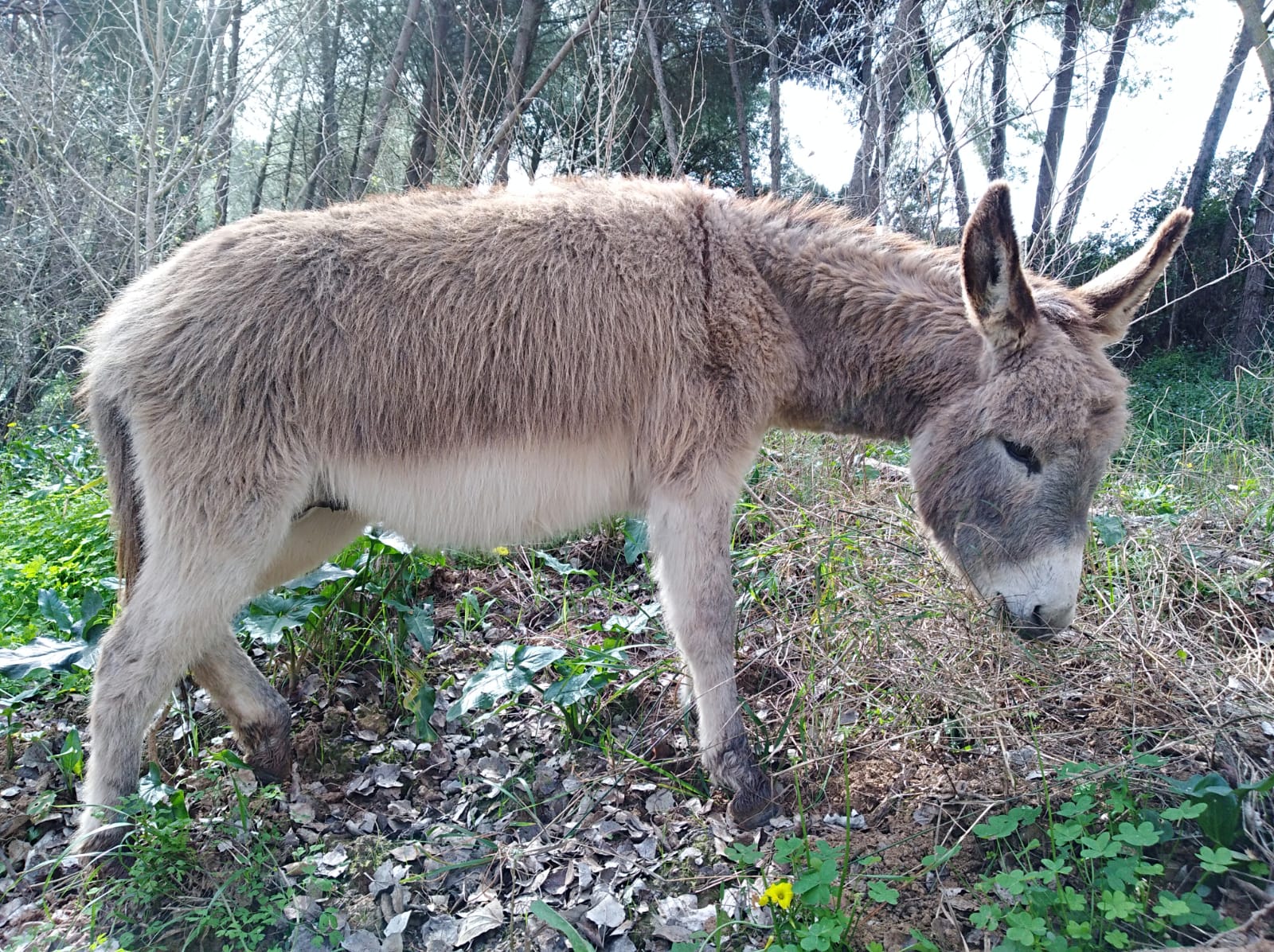 Burros Bomberos prevención incendios Doñana