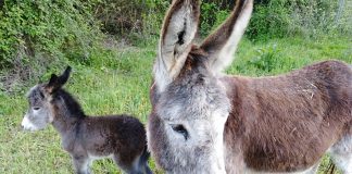 Burros Bomberos prevención incendios Doñana asociacion El burrito Feliz