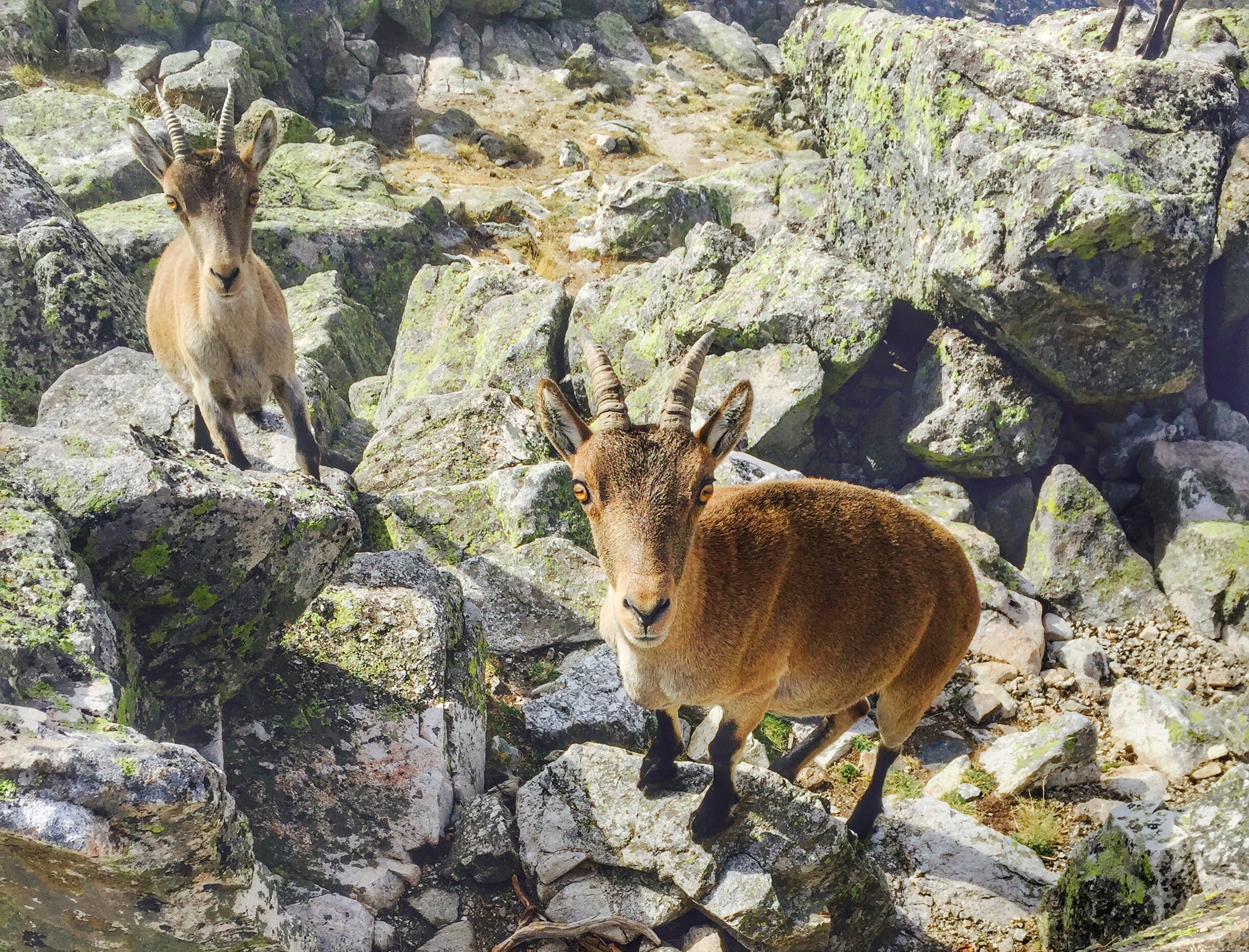ADESGAM. SIERRA GUADARRAMA. CABRA MONTÉS NatureWatch