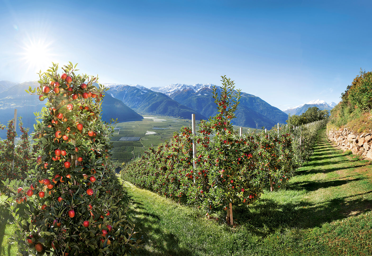 Agricultura ecologica manzanas Val Venosta el mundo ecologico