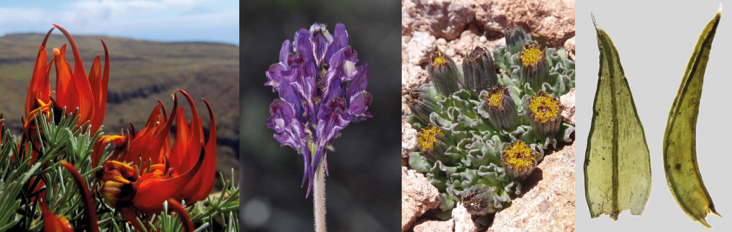 Sociedad botánica española nuevas especies plantas españa