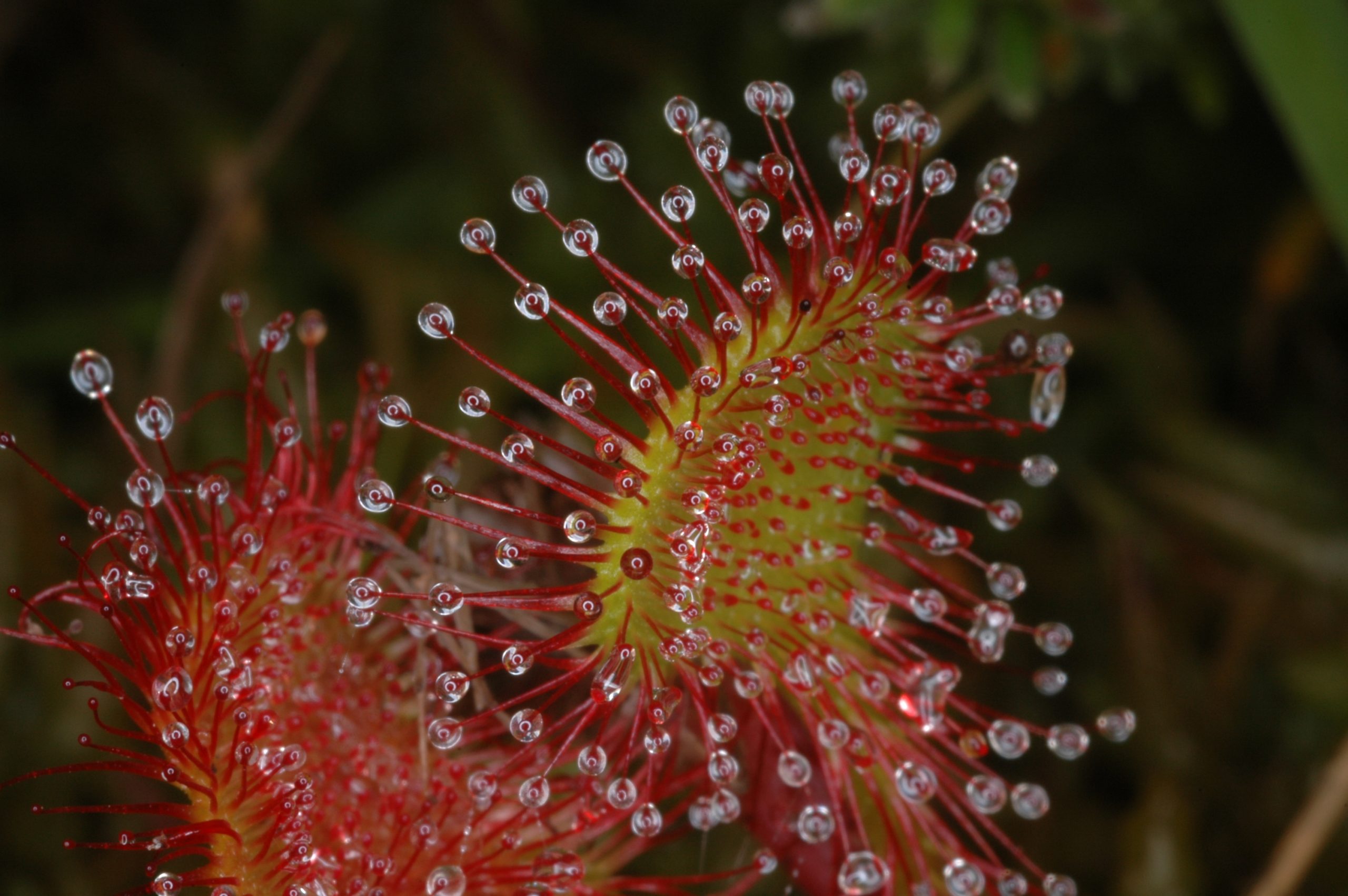 Nueva planta descubierta en España Carnívora Drosera