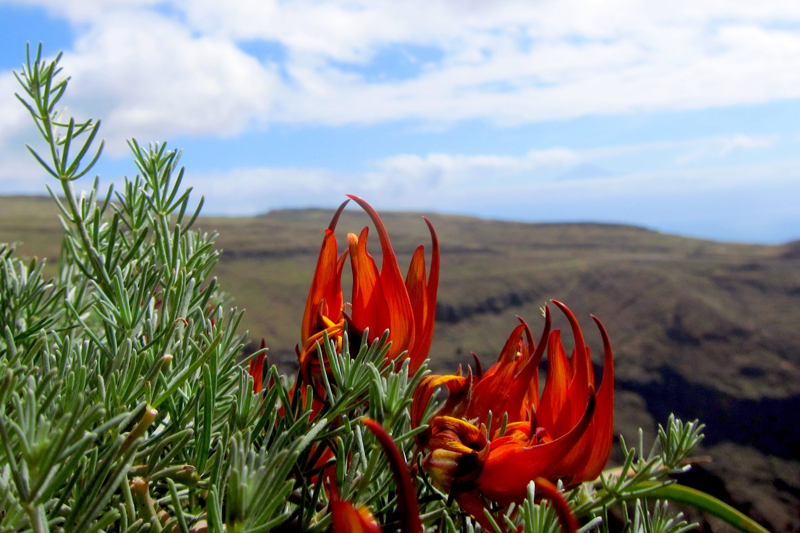 Veinte especies de plantas descubiertas en 2019 por botánicos españoles - El Mundo Ecológico Veinte especies de plantas descubiertas en 2019 por botánicos españoles - El Mundo Ecológico