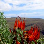 Nueva planta descubierta en España pico de paloma de La Gomera Ana Portero