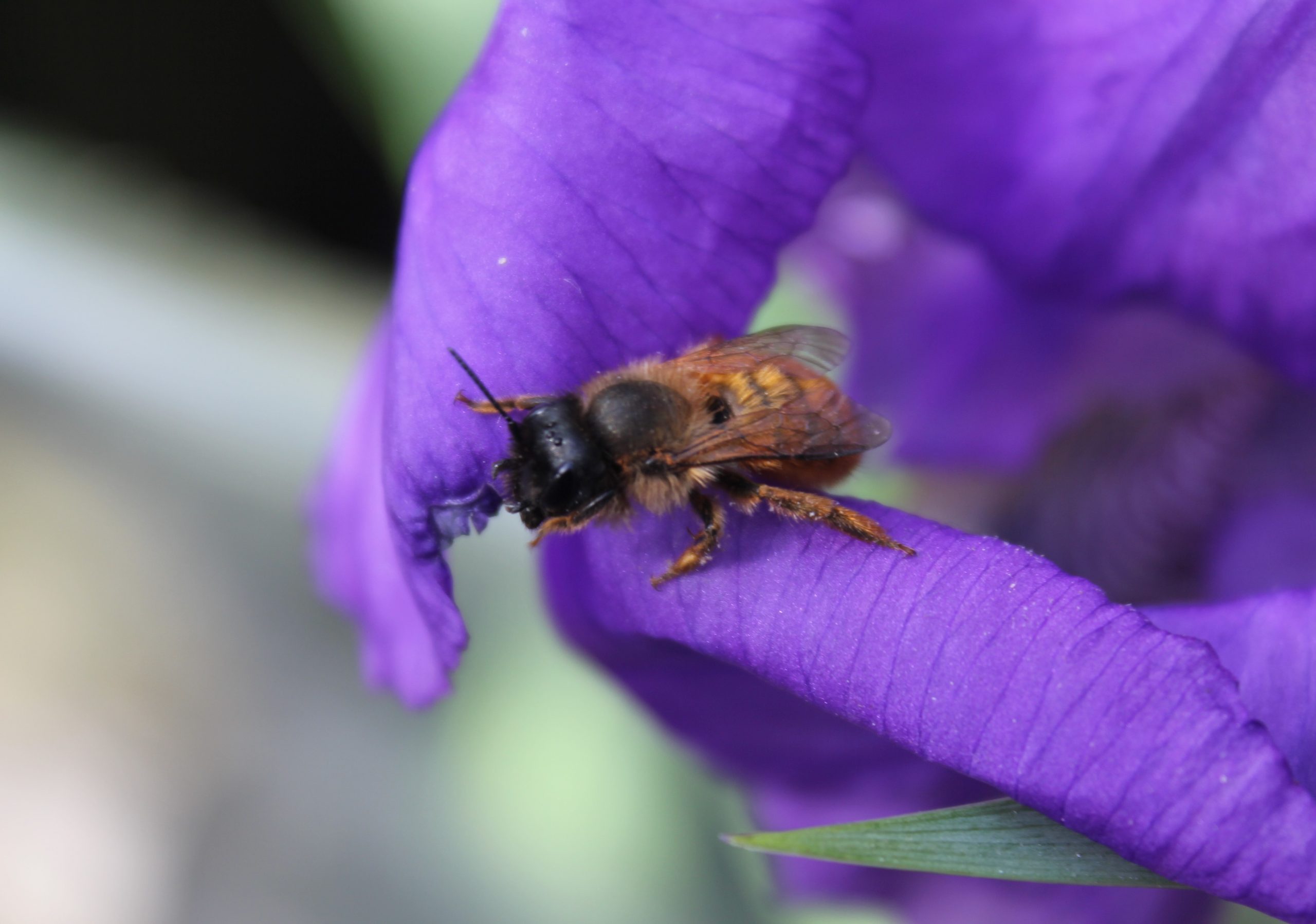 Abeja de la especie Osmia bicornis sobre flor