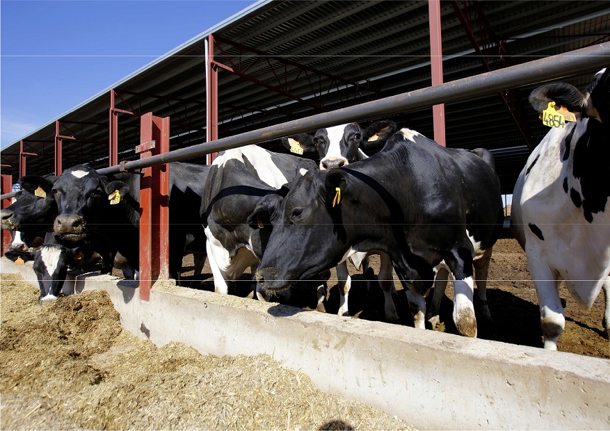 Granja leche residuos organicos