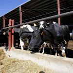 Granja leche residuos organicos