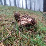 Jornadas Micológicas Municipales