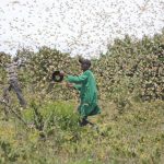 Plaga langosta en Africa en Somalia y Etiopía
