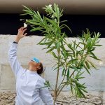 Bionic Festival plantas