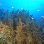 investigación bosques submarinos