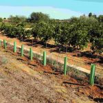 cultivos agrícolas setos