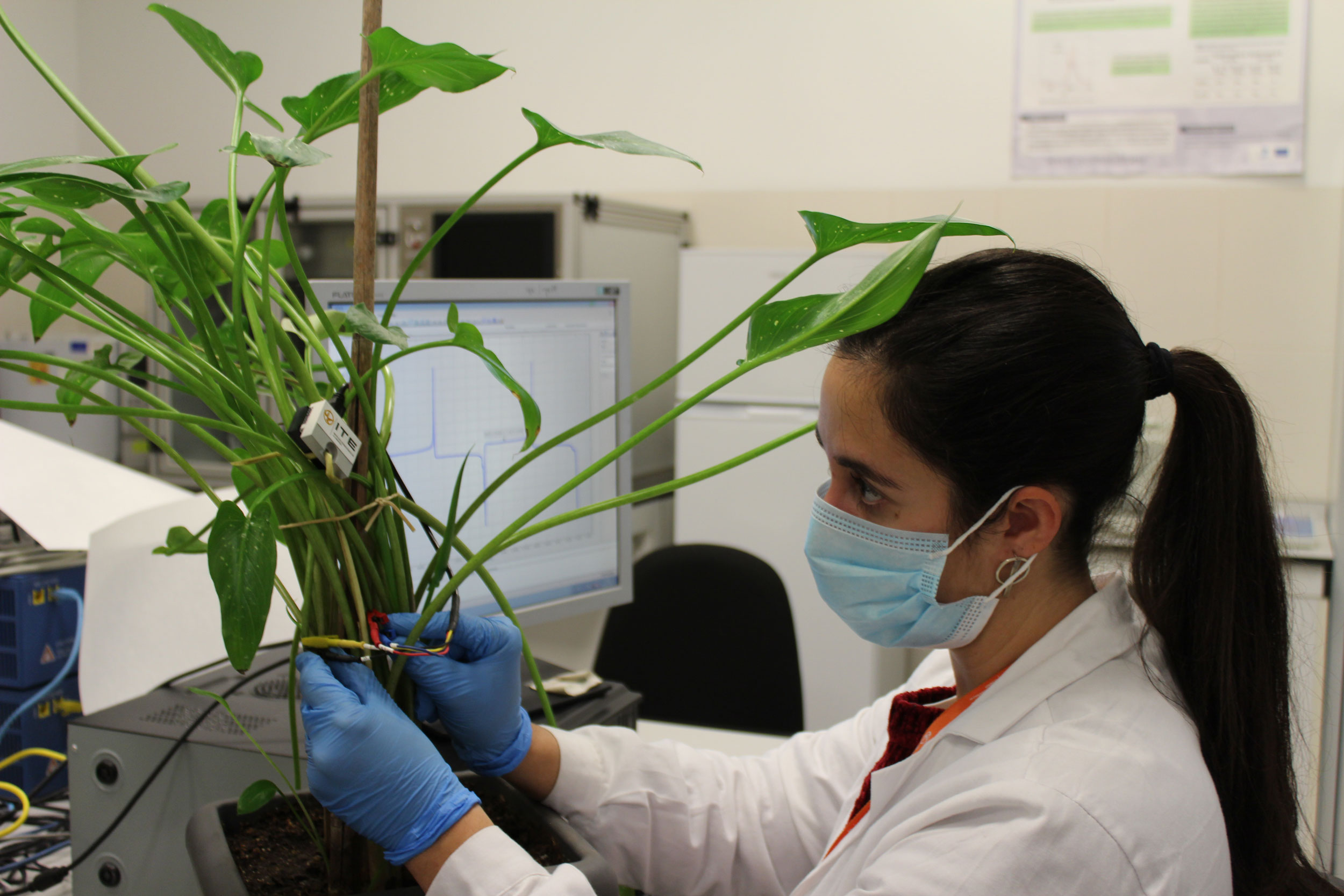 Trabajo de laboratorio en el ITE para obtener energía de las plantas con el proyecto Whatchplant