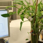 Investigan cómo obtener energía de las plantas con el proyecto Whatchplant