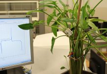 Investigan cómo obtener energía de las plantas con el proyecto Whatchplant