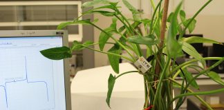 Investigan cómo obtener energía de las plantas con el proyecto Whatchplant