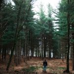 cambio climático producción forestal