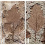Fósiles hojas extinción plantas