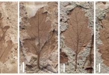 Fósiles hojas extinción plantas