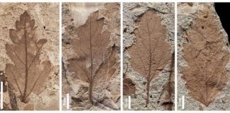Fósiles hojas extinción plantas