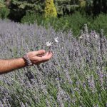 AlVelAl participa en Biofach.