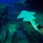 Acusquat II angelote extinción