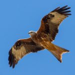 programa sueltas milano real