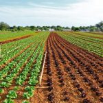 cultivo ecológico de lechugas