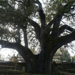 las encinas árbol del año