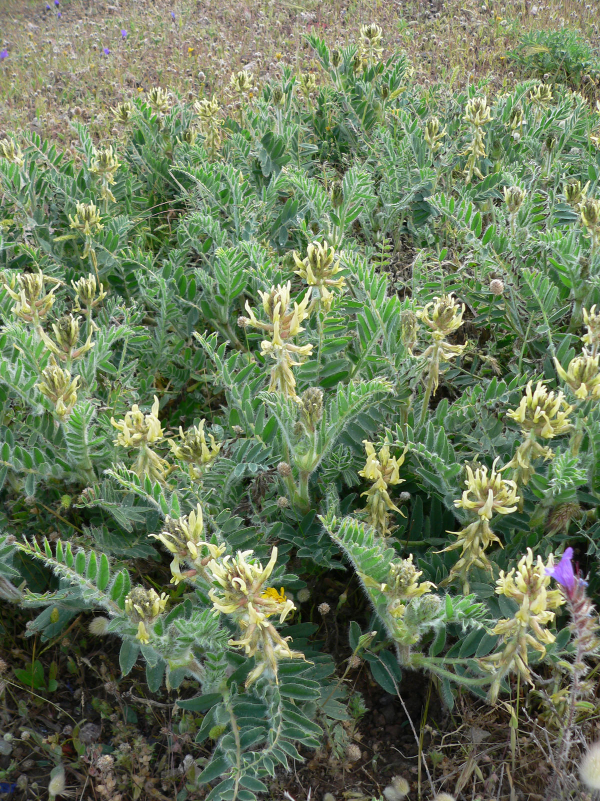 Astragalus nitidiflorus 