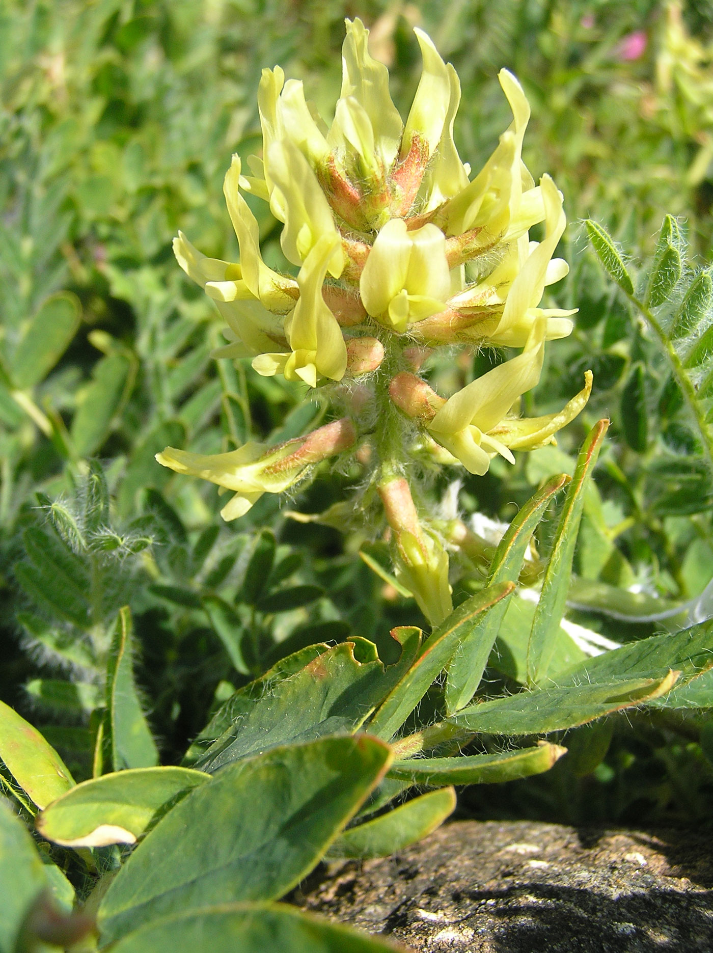 Astragalus nitidiflorus