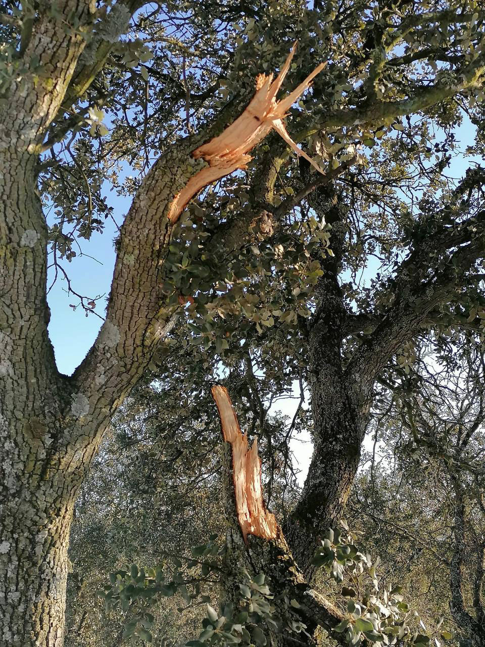 encina afectada por Filomena en la Dehesa Boyal San Sebastián de los Reyes