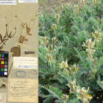 Nuevas especies vegetales redescubiertas