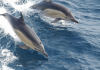 Delfín común del golfo de Bizkaia